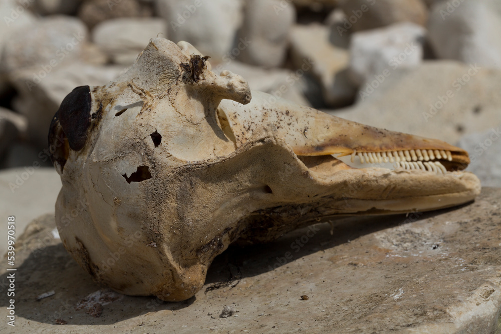 Decomposition of the corpse of a Black Sea dolphin. The skull of a marine mammal. Environmental cataclysm. Death of animals. Decomposition of the corpse of a Black Sea dolphin. The skull of a marine mammal. Environmental cataclysm. Death of animals.
