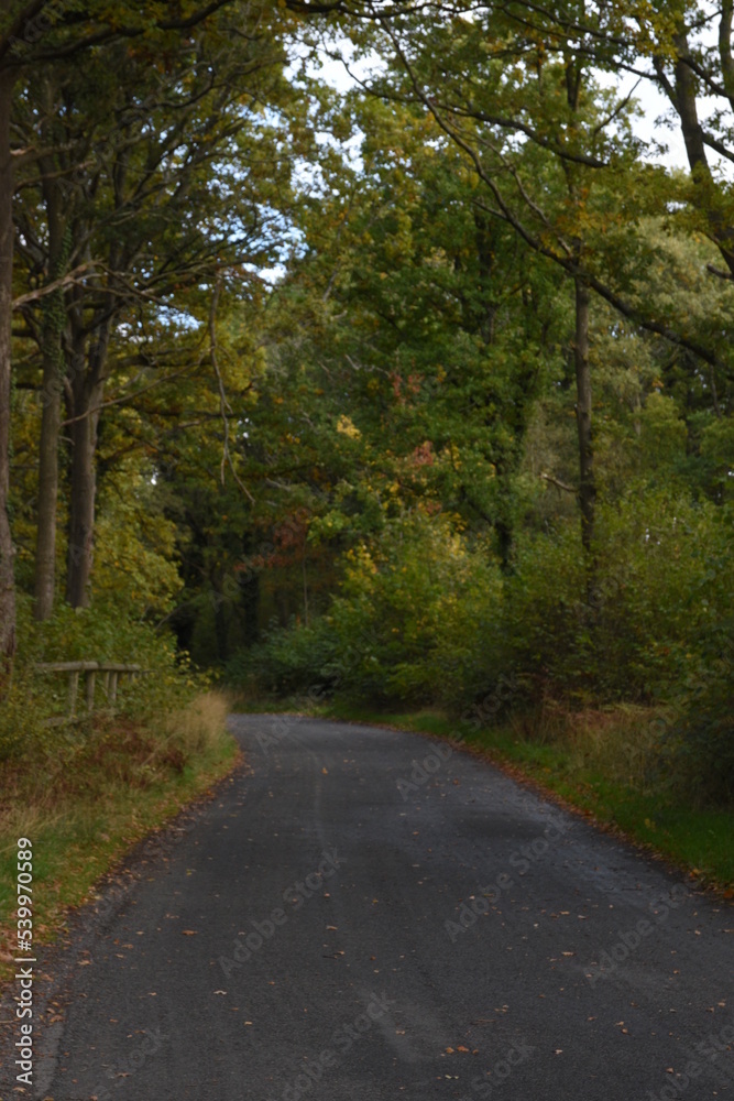 the road traveling through Monkwood in Worcestershire 