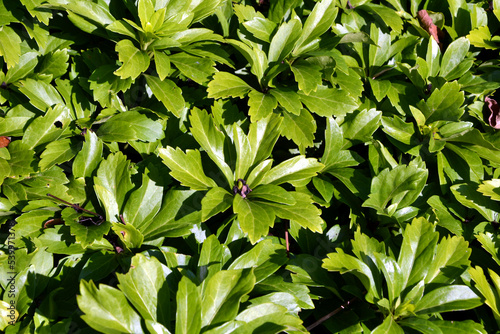 Pachysandra terminalis, the Japanese pachysandra, carpet box or Japanese spurge. Natural background photo