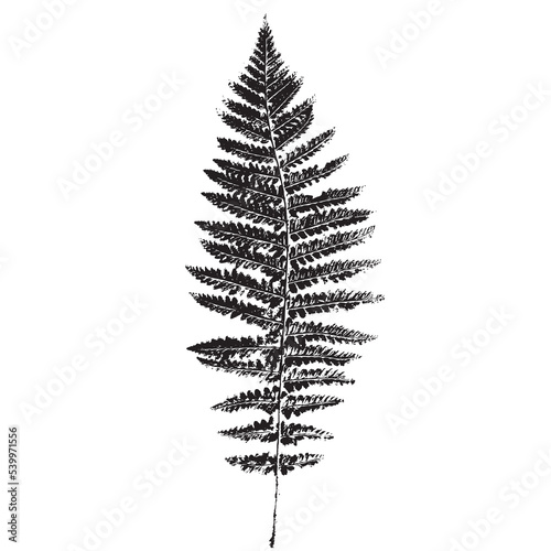 The imprint of a natural fern leaf. Botanical illustration for design, print, postcard, and pattern. Fern vector silhouette.