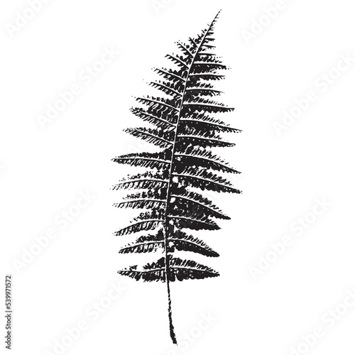The imprint of a natural fern leaf. Botanical illustration for design, print, postcard, and pattern. Fern vector silhouette.