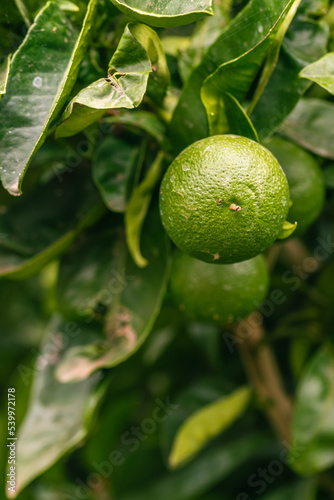 Wallpaper Mural Citrus sp pertenece a la familia Rutaceae. Torontodigital.ca