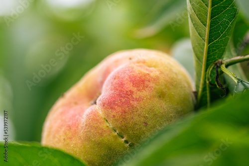 Prunus persica var. platycarpa pertenece a la familia Rosaceae. photo