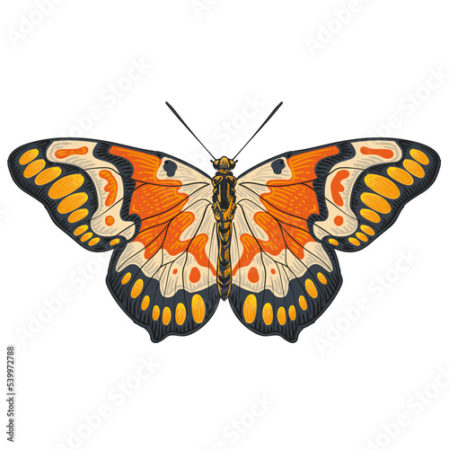 Butterfl with open wings vector illustration and drawing