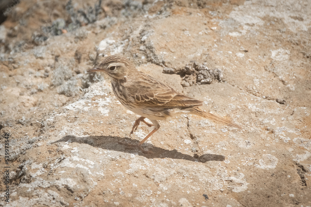 Endemic sparrow of Lanzarote, Passer hispaniolensis, over a volcano, Canary islands, Spain Endemic sparrow of Lanzarote, Passer hispaniolensis, over a volcano, Canary islands, Spain