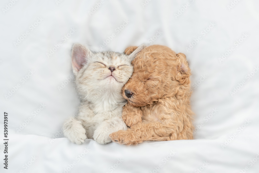 Cute tiny Toy Poodlepuppy hugs happy tabby kitten under white warm blanket on a bed at home. Top down view