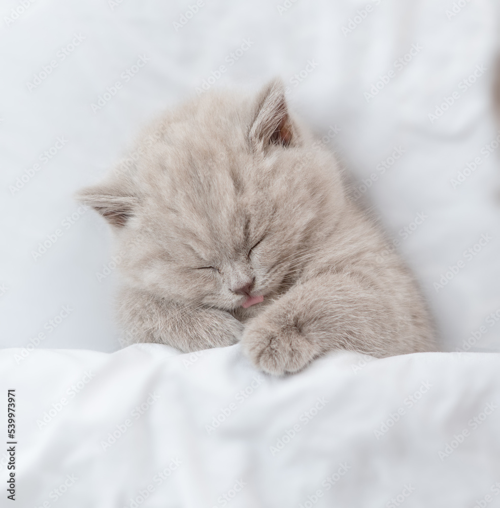 Cozy kitten sleeps under blanket on a bed at home. Top down view Cozy kitten sleeps under blanket on a bed at home. Top down view