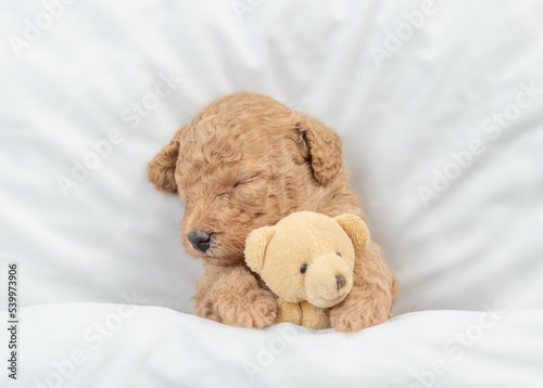 Newborn Toy Poodle puppy sleeps under white blanket on a bed at home and hugs favorite toy bear. Top down view