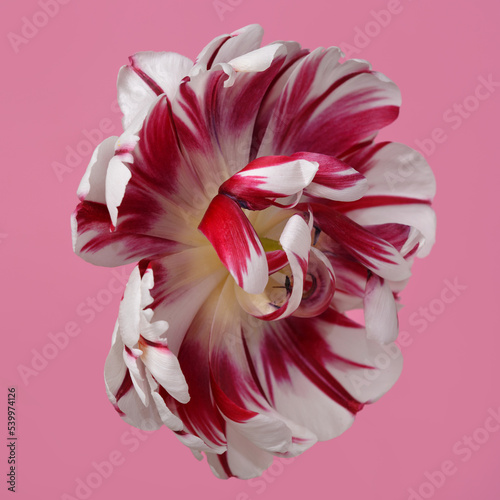 Red-white tulip flower isolated on pink background.