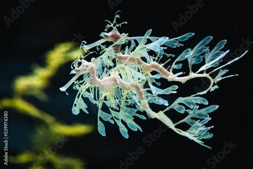 фотографія Closeup shot of tiny leafy sea dragons swimming in the sea on an isolated backgr