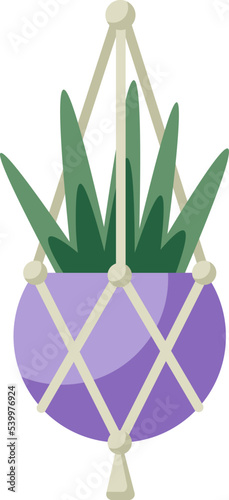 Home plant in a hanging pot