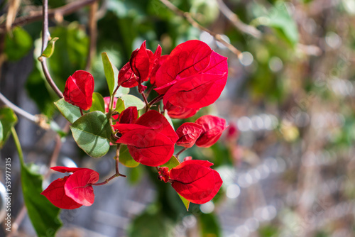 Summer flowers bougainvillea on the brick wall.