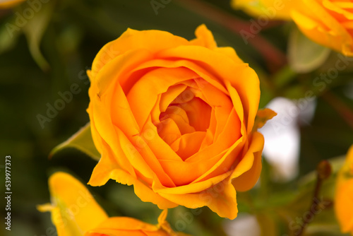 yellow rose on green background