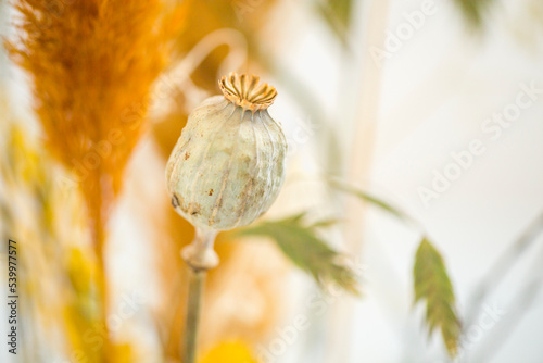 seed in a vase