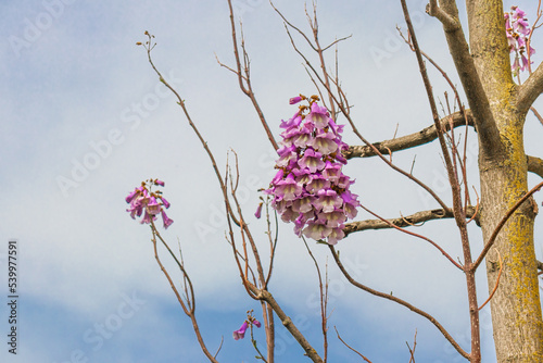 Flowers of the bluebell tree Paulownia tomentosa. photo