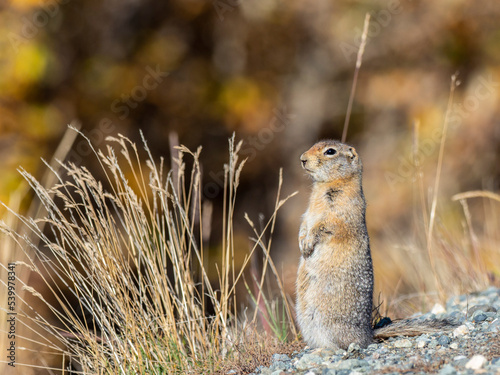 An adult Arctic ground squirrel (Urocitellus parryii) standing in the brush at Denali National Park photo