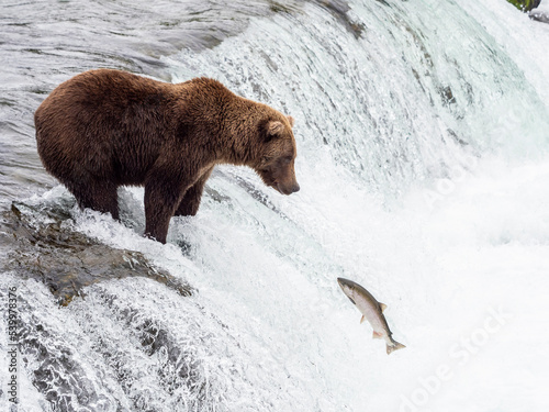 Wallpaper Mural An adult brown bear (Ursus arctos) fishing for salmon at Brooks Falls, Katmai National Park and Preserve Torontodigital.ca