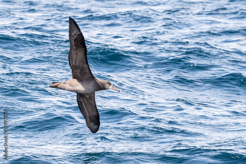 An adult black-footed albatross (Phoebastria nigripes) in flight at sea, Monterey Bay, California photo