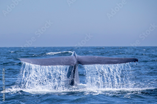 An adult blue whale (Balaenoptera musculus) flukes-up dive in Monterey Bay National Marine Sanctuary, California photo