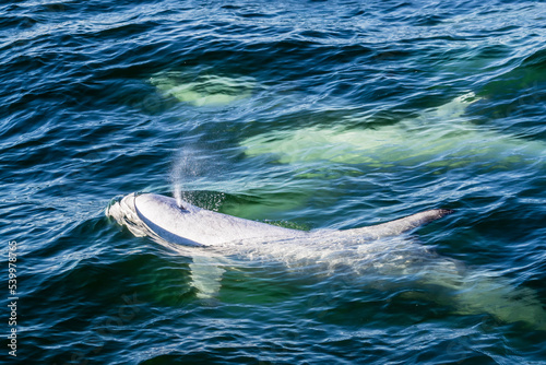 Adult Risso's dolphins (Grampus griseus) surfacing for a breath in Monterey Bay National Marine Sanctuary, California photo