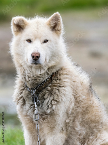 Adult Greenland dog (Canis familiaris) kept on chain as sled dogs in Sisimiut, Greenland, Denmark, Polar Regions photo