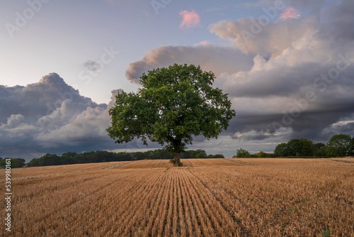 Lone tree in ploughed field with dramatic sky, Congleton, Cheshire, England, United Kingdom photo
