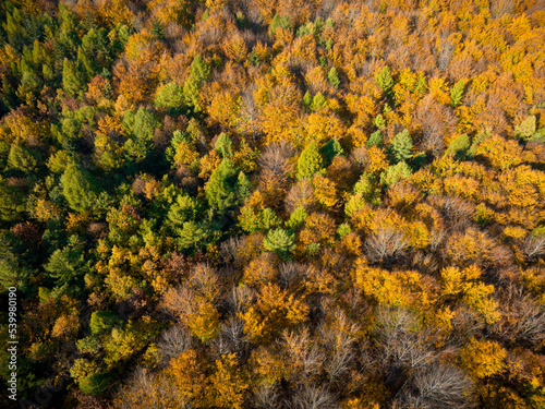 Autumn Aerial View. Top Down View of Autumn Forest with Green and Yellow Trees. 