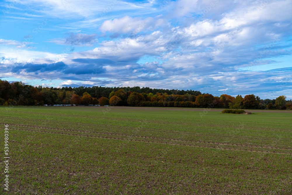 Fototapeta premium Group of autumn trees in front of a field