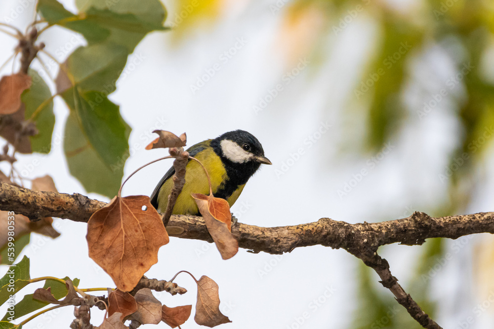 Fototapeta premium Great Tit perched on a tree branch