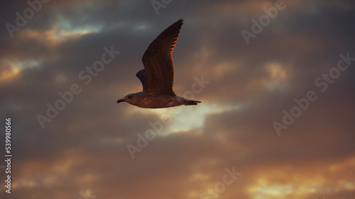 Seagull  in flight