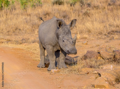 Rhino calf in the South African bush, Welgevonden Game Reserve, Limpopo, South Africa