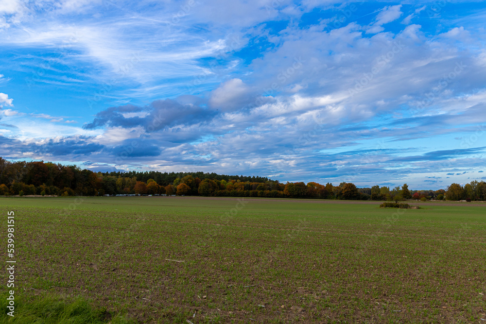Group of autumn trees in front of a field