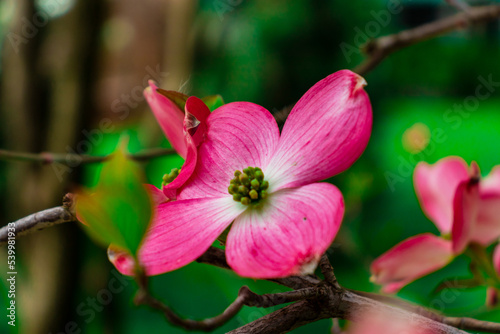Dogwood flowers in spring. Beautiful white Dogwood blossoms up close. Delicate natural beauty outdoors. Decorative flower bush in springtime.