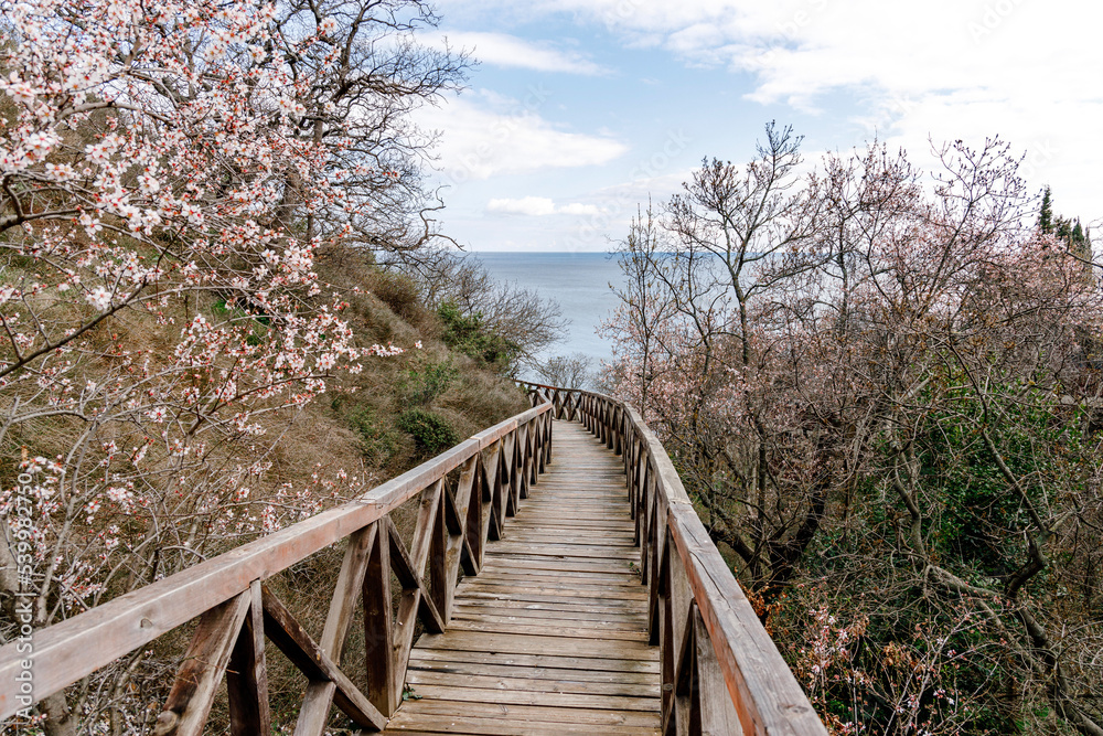 wooden path to the sea through flowering trees