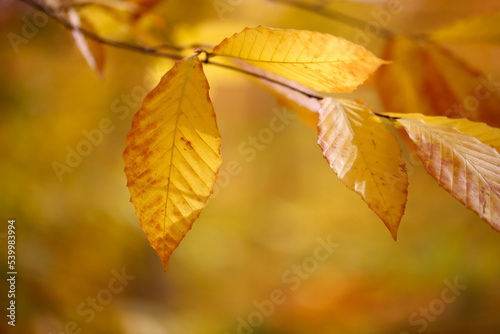 Les couleurs de la forêt en automne 