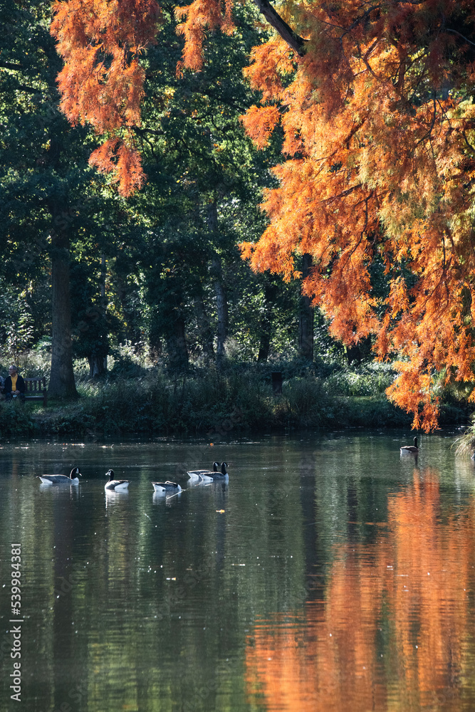 Fototapeta premium Reflets rouges et dorés d'automne sur l'eau du Lac