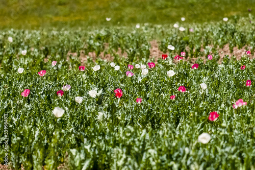 Opium poppy flowers fields near Faizabad city in Afghanistan photo