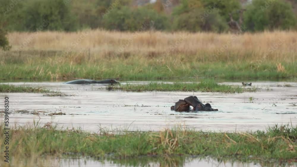 Two young hippos battling quietly in the Khwai RIver at dawn, on safari in Botswana. Two young hippos battling quietly in the Khwai RIver at dawn, on safari in Botswana.