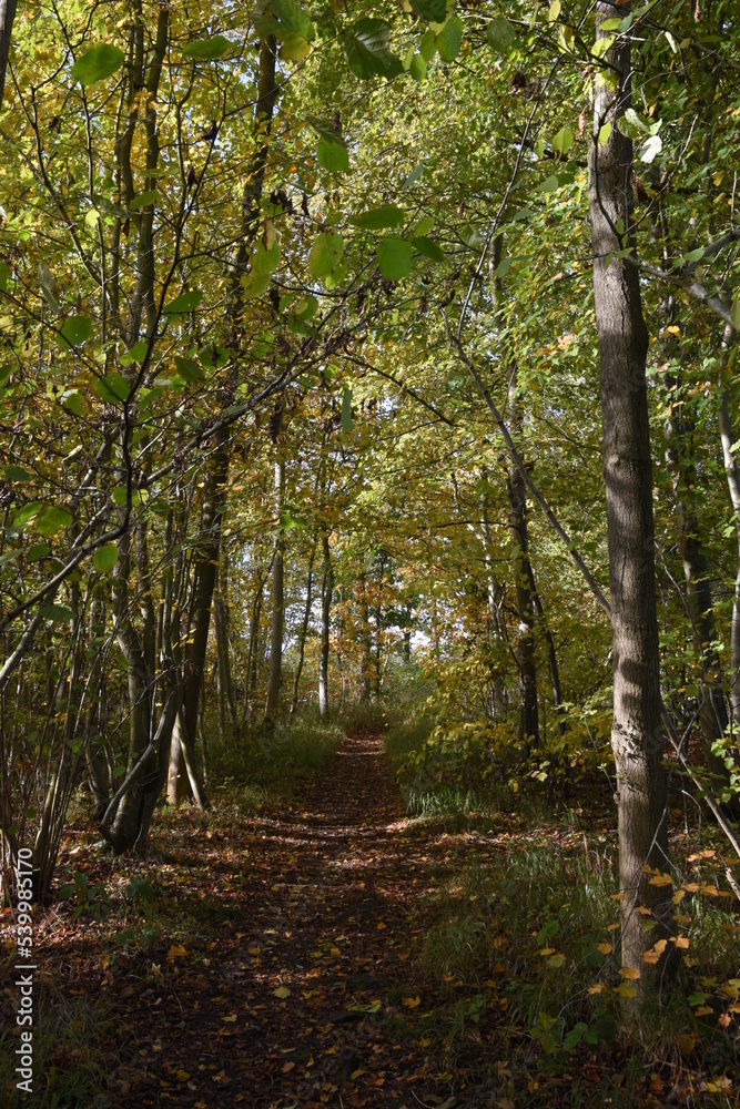 Fototapeta premium a walk through Monkwood in Worcestershire during autumn