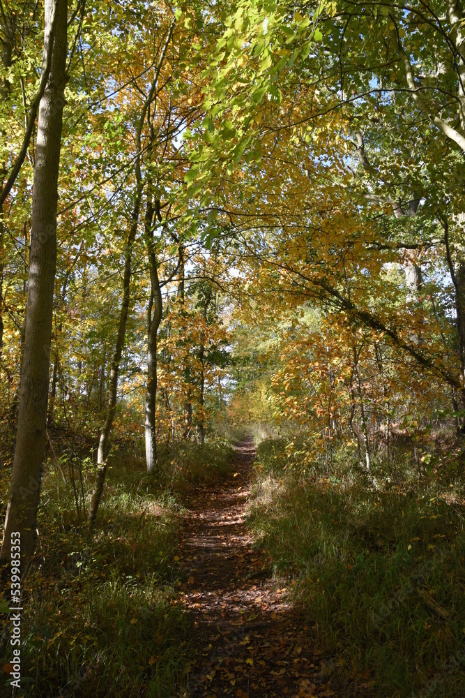 a walk through Monkwood in Worcestershire during autumn