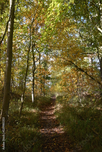 a walk through Monkwood in Worcestershire during autumn