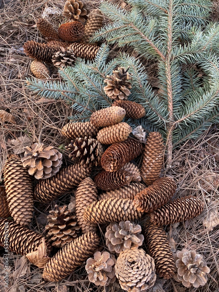 Fototapeta premium pine cones on wood