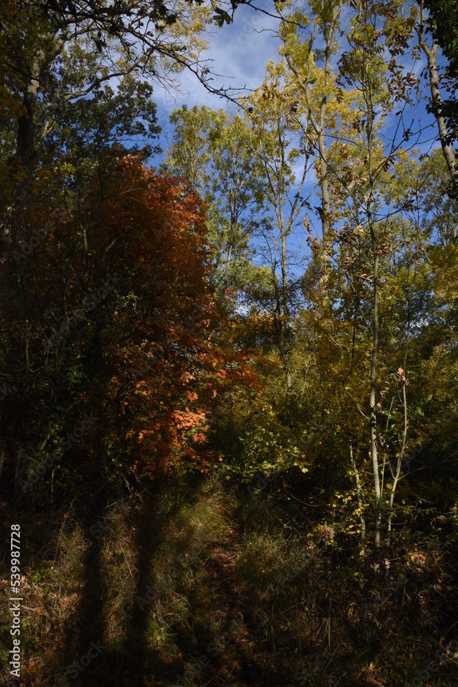 a walk through Monkwood in Worcestershire during autumn a walk through Monkwood in Worcestershire during autumn