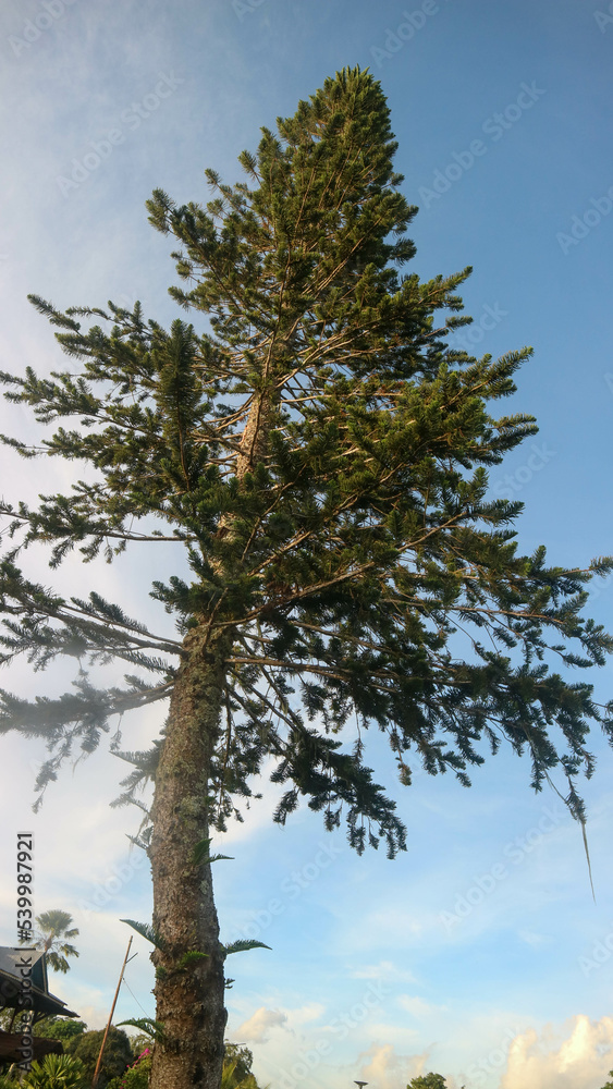 a beautiful pine tree on a hill on the edge of lake tondano