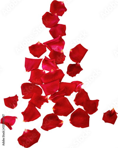 Fototapeta Naklejka Na Ścianę i Meble -  Petals of Red Roses - Isolated