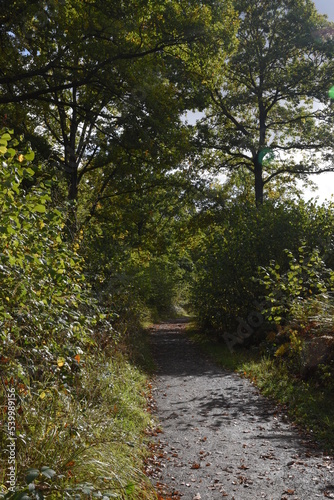 a walk through Monkwood in Worcestershire during autumn