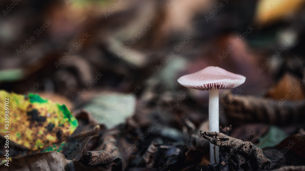 close up of mushroom in the autumn forest close up of mushroom in the autumn forest