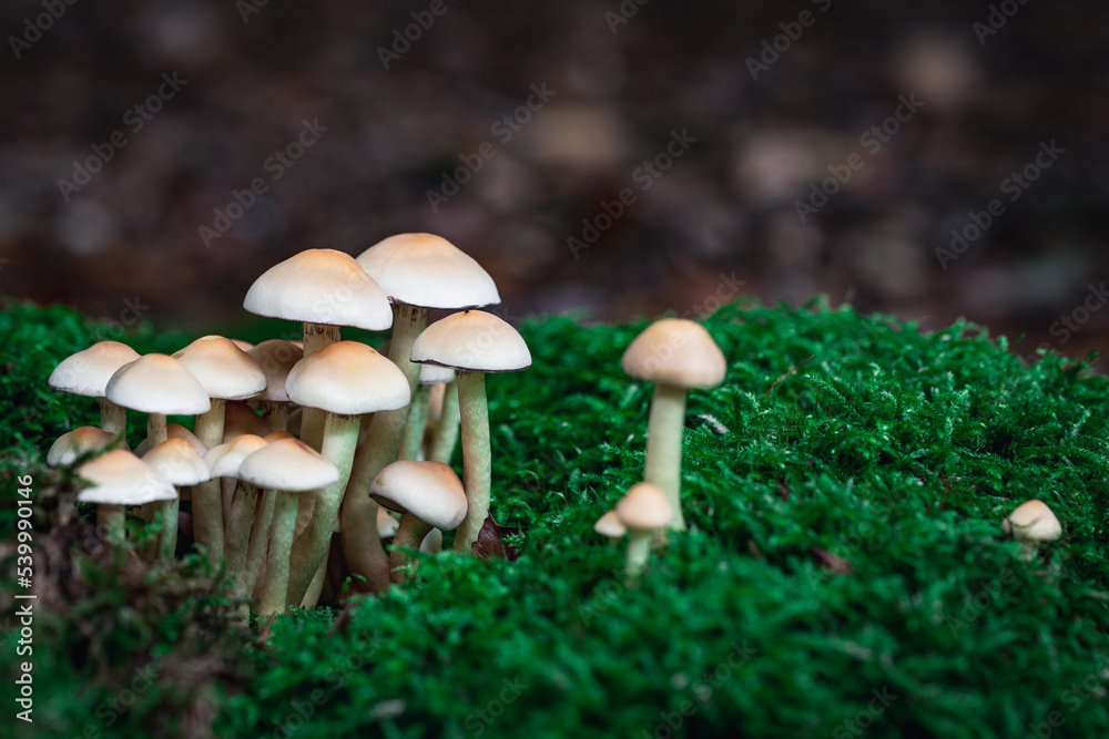 Fototapeta premium close up of mushroom in the autumn forest