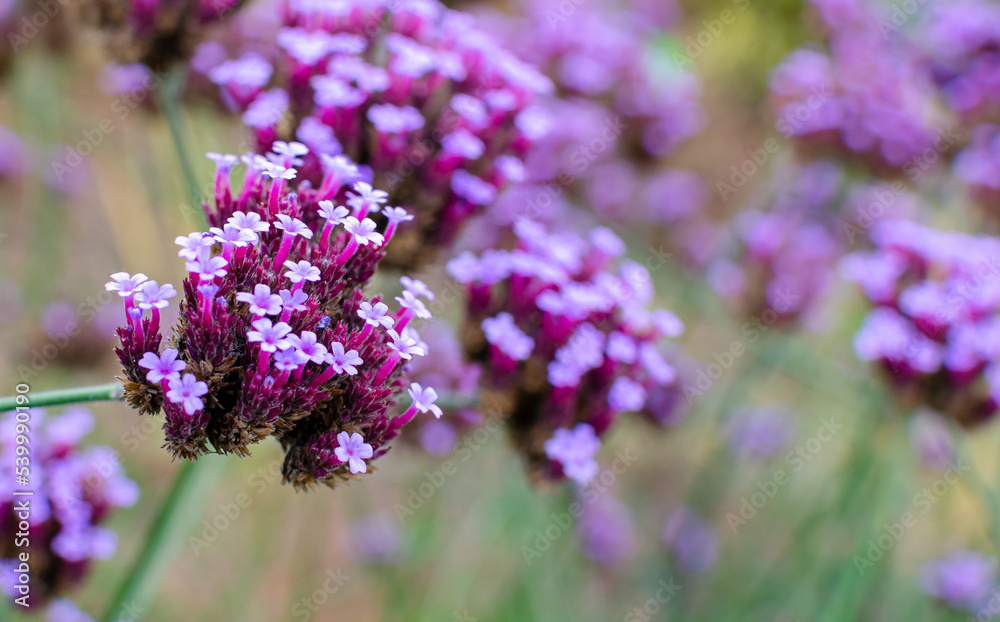 Verbena bonariensis in botany in Poland. Seleclive focus, close up. nature background. Verbena bonariensis in botany in Poland. Seleclive focus, close up. nature background.