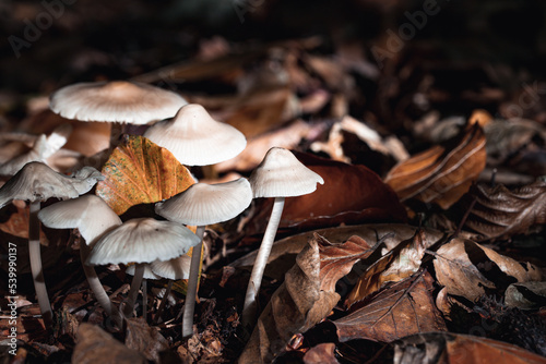 Fototapeta close up of mushroom in the autumn forest